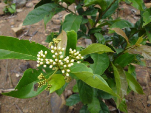 Tác dụng chữa bệnh ung thư kỳ diệu của cây xạ đen