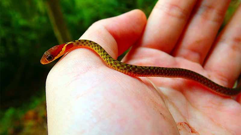 Mơ thấy rắn báo hiệu điều gì? Lành hay dữ theo tâm linh
